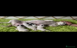 Jack Russell Terrier perros en venta: JACK RUSSELL TERRIER PATA CORTA - Imagen 4