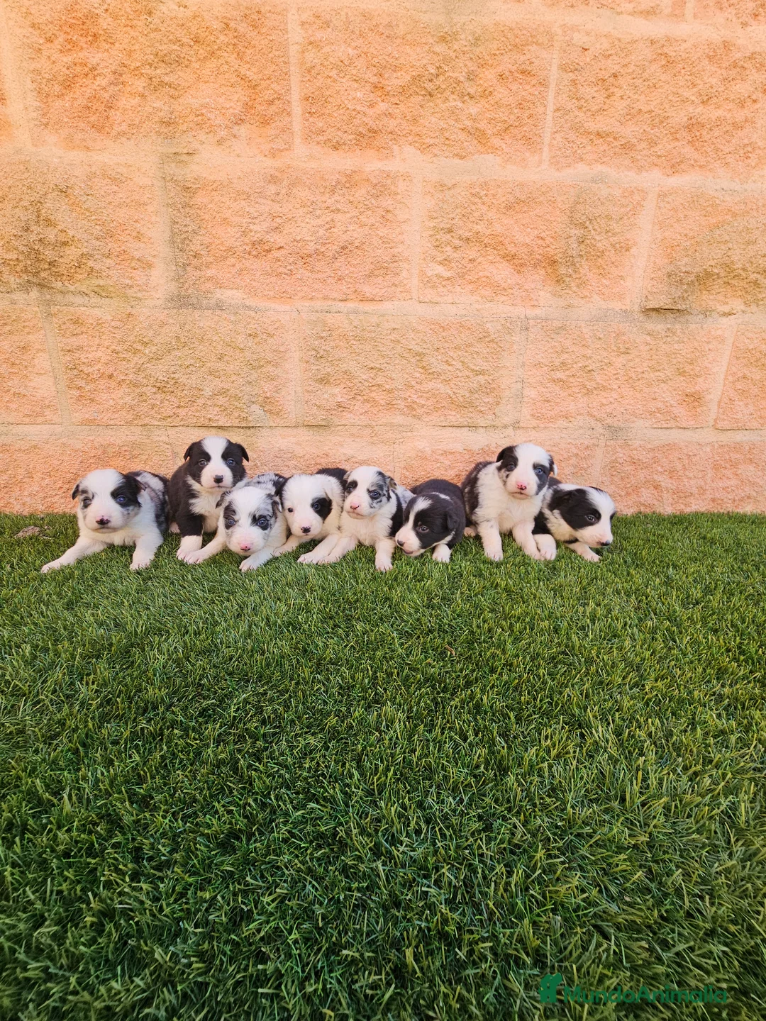 Border Collie perros en venta: CACHORROS DE BORDER COLLIE - Anuncio 2