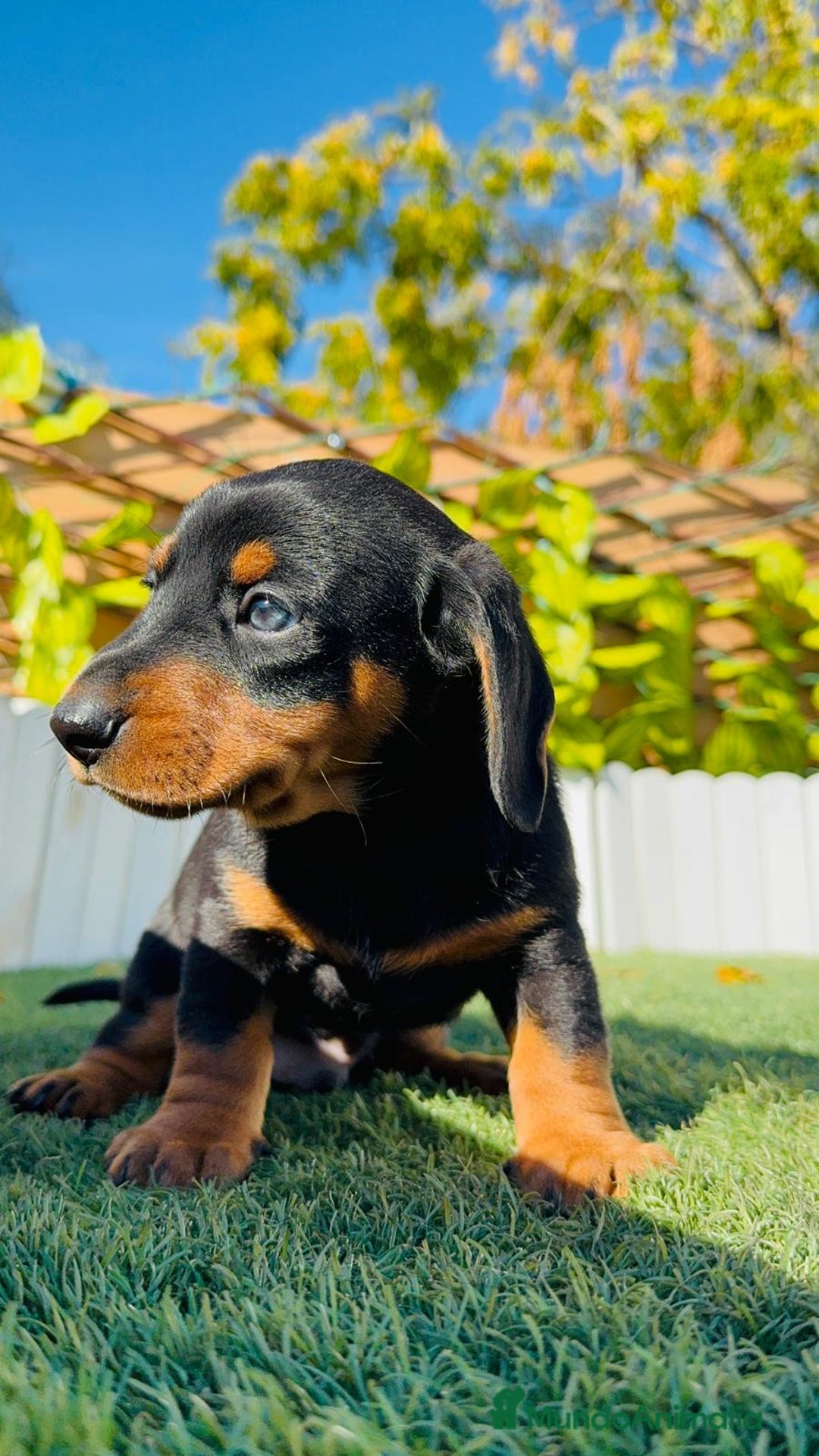 Teckel Miniatura perros en venta: TECKEL MINIATURA - Anuncio 7