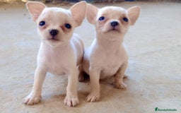 Chihuahua perros en venta: Chihuahua  - Imagen 1