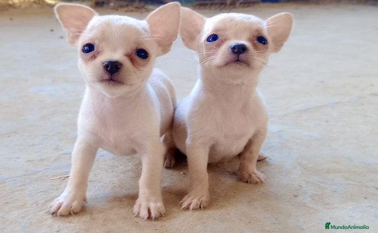 Chihuahua perros - Anuncio 13