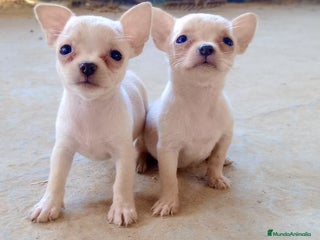 Chihuahua perros - Anuncio 32