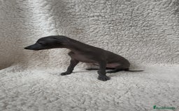 Pequeño Lebrel Italiano perros en venta: Pequeño lebrel Italiano Piccolo  - Imagen 5