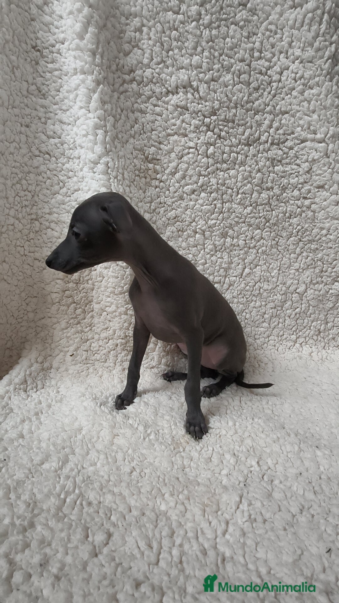 Pequeño Lebrel Italiano perros en venta: Pequeño lebrel Italiano Piccolo  - Imagen 5