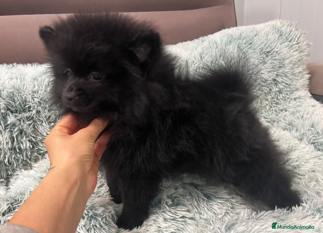 Pomerania perros en venta: Pomerania - Anuncio 9