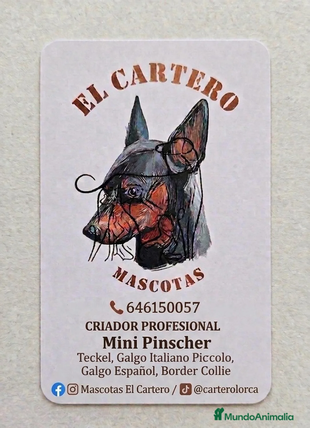 Pinscher Miniatura perros en venta: mini pinscher - Anuncio 4