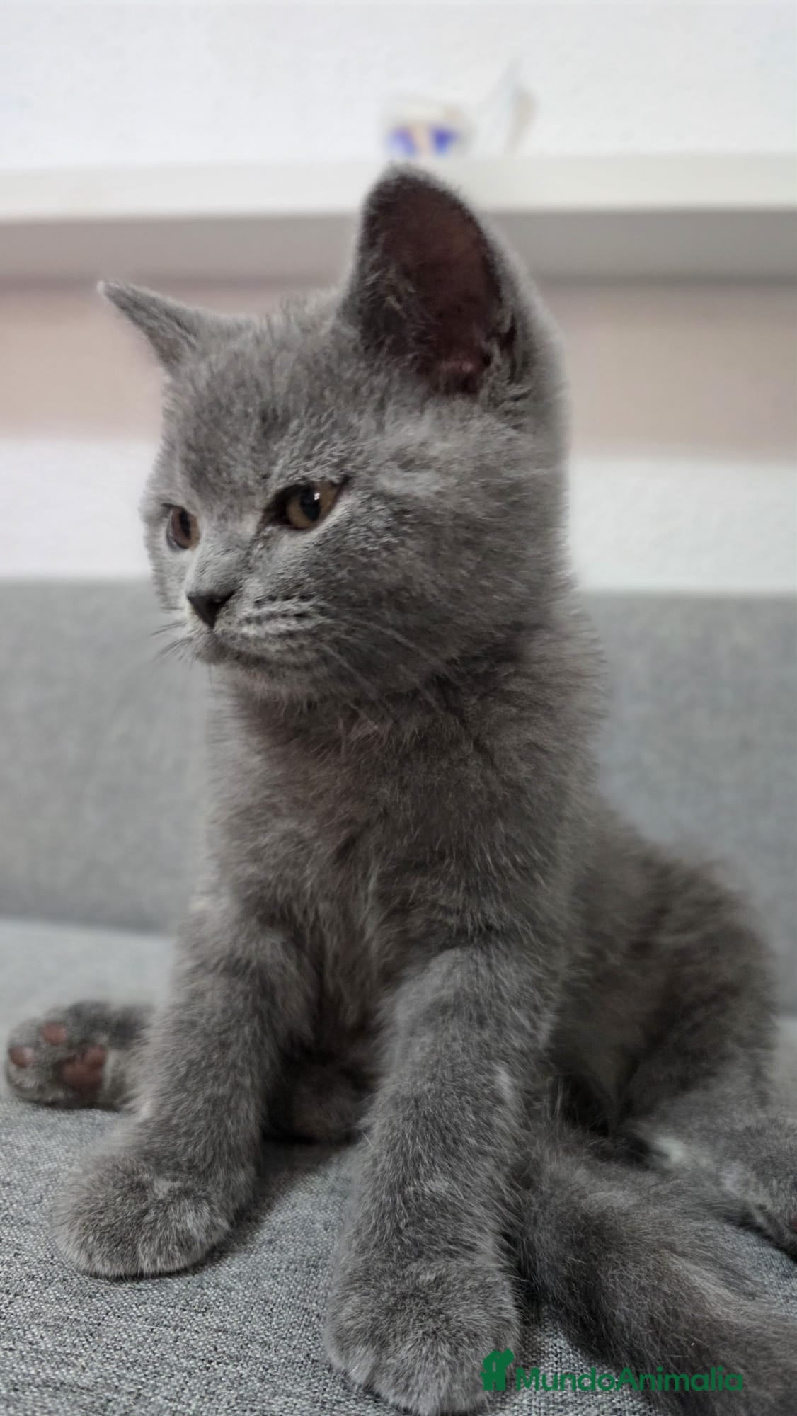 Británico de Pelo Corto Azul gatos Brithis - Anuncio 2