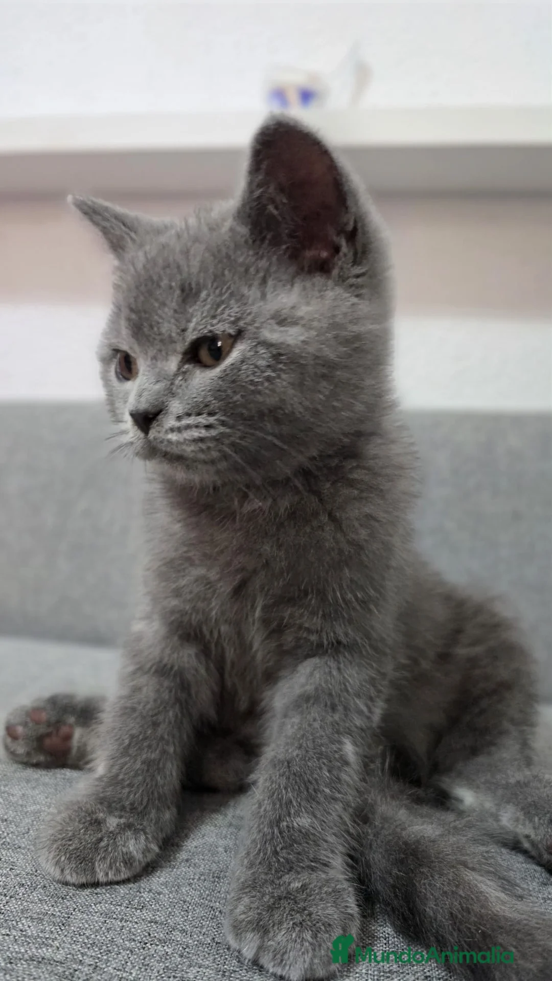 Británico de Pelo Corto Azul gatos en venta: Brithis - Anuncio 2
