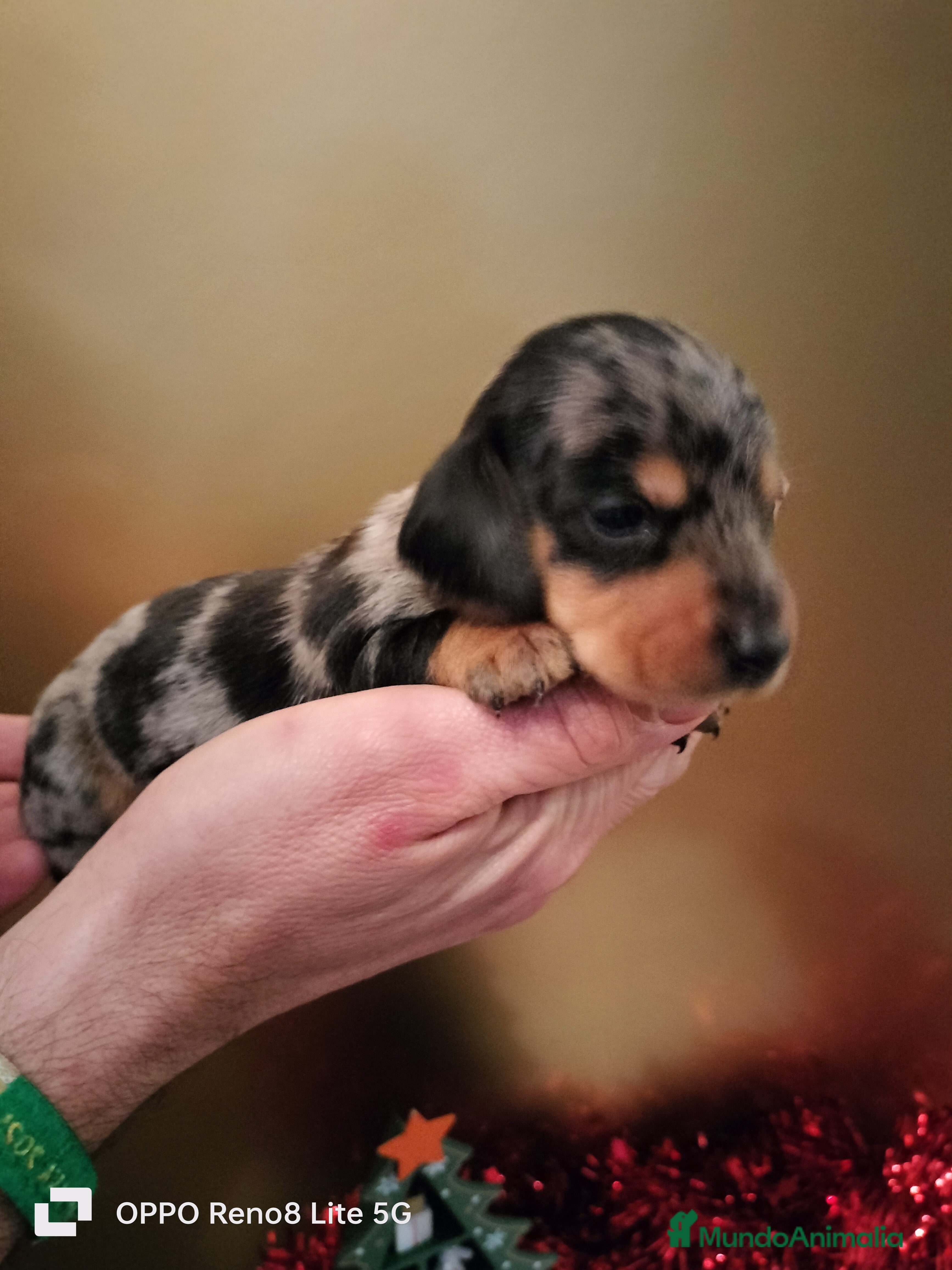 Teckel Miniatura perros Cachorros de teckel Arlequin miniatura  - Anuncio 1