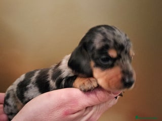 Teckel Miniatura perros Cachorros de teckel Arlequin miniatura - Anuncio 1