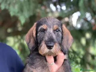 Teckel Miniatura perros Exclusiva camada de Teckel miniatura de Pelo duro en Cantabria - Anuncio 2