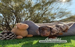 Teckel Miniatura perros en venta: CRIADERO TECKEL CHOCOLATE MERLE - Imagen 1