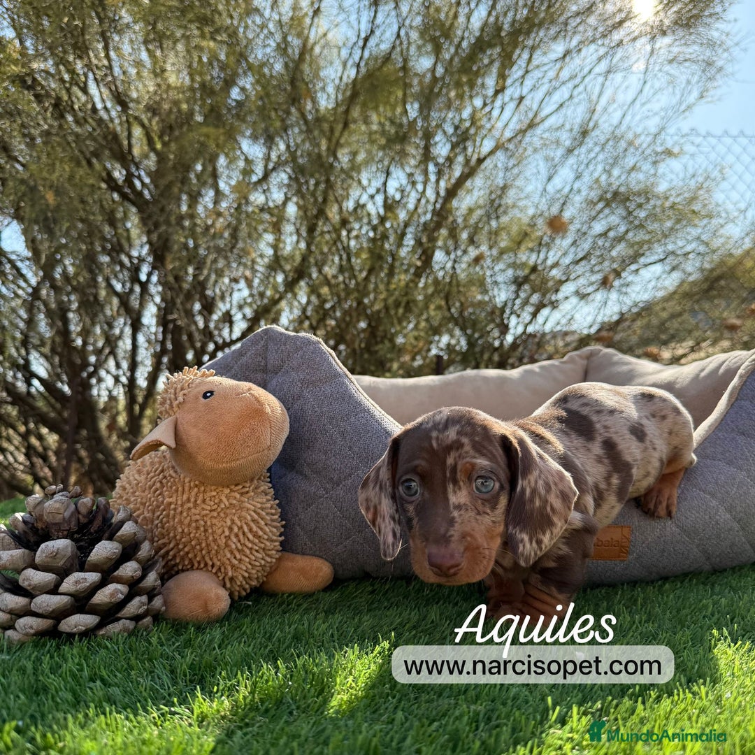 Teckel Miniatura perros en venta: CRIADERO TECKEL CHOCOLATE MERLE - Imagen 1