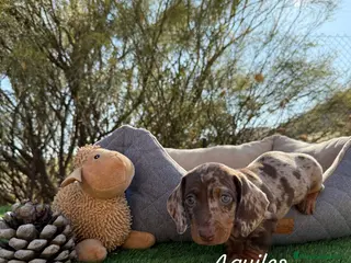 Teckel Miniatura perros CRIADERO TECKEL CHOCOLATE MERLE - Anuncio 6