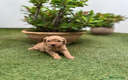 Caniche Toy perros en venta: Caniche Toy - Imagen 3