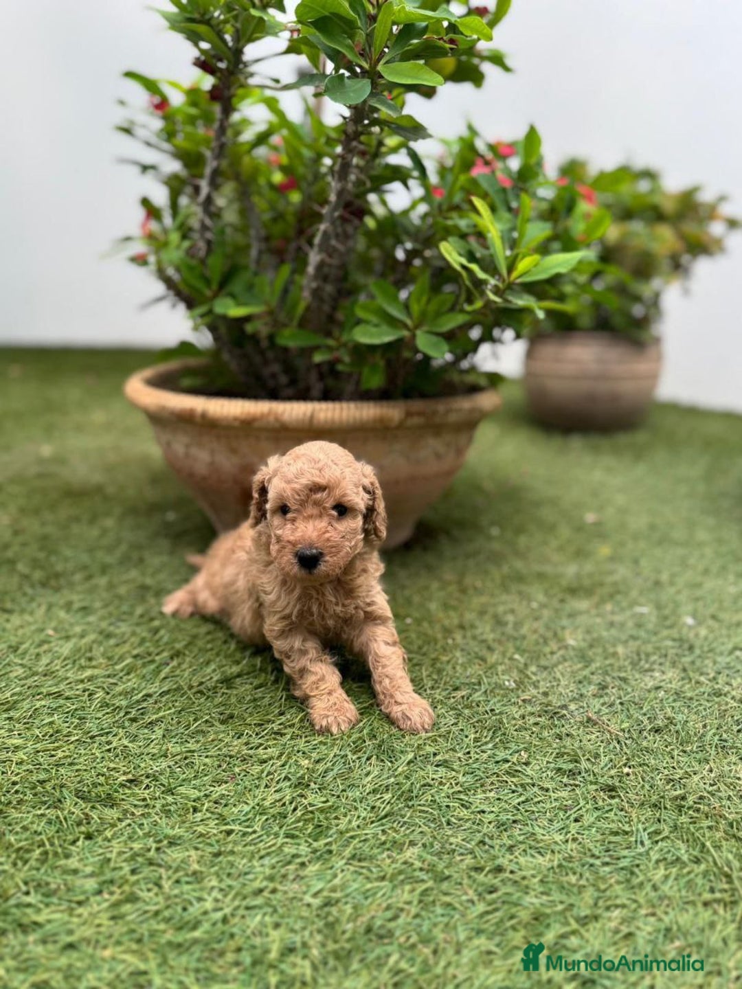 Caniche Toy perros en venta: Caniche Toy - Imagen 3