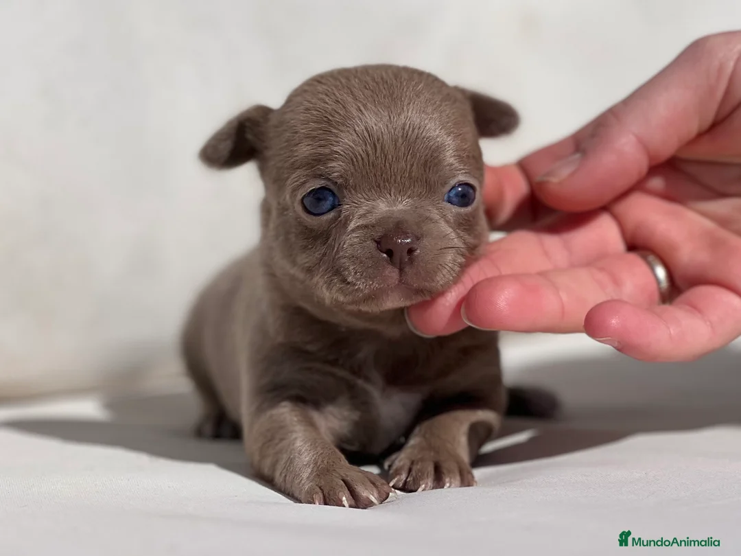 Chihuahua perros en venta: CHIHUAHUA BLUE LÍNEA RUSA  - Anuncio 2