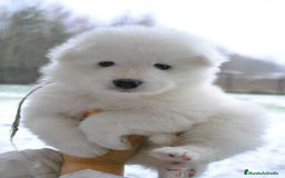 Samoyedo perros en venta: SAMOYEDO - Anuncio 1
