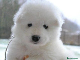 Samoyedo perros SAMOYEDO - Anuncio 5