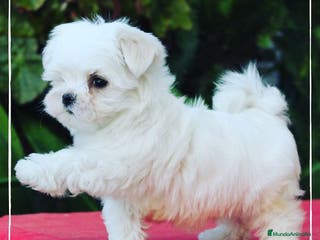 Bichón Maltés perros Camada de adorables Bichon Maltés en Madrid - Anuncio 24