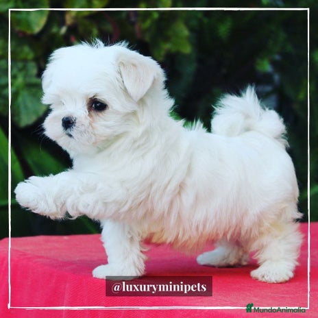 Bichón Maltés perros en Madrid - Anuncio 2