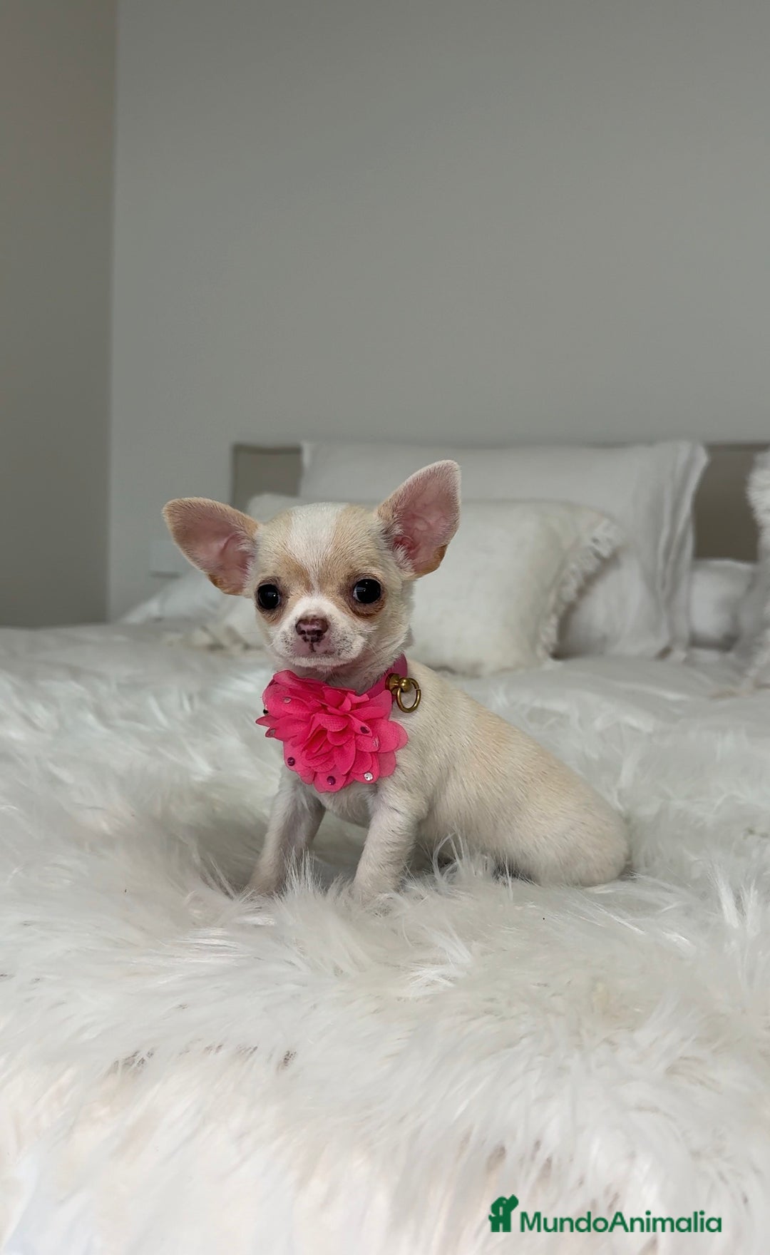 Chihuahua perros en venta: Chihuahua hembra - Anuncio 1