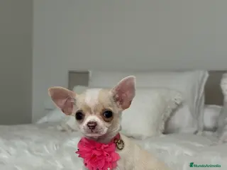 Chihuahua perros Chihuahua hembra - Anuncio 9