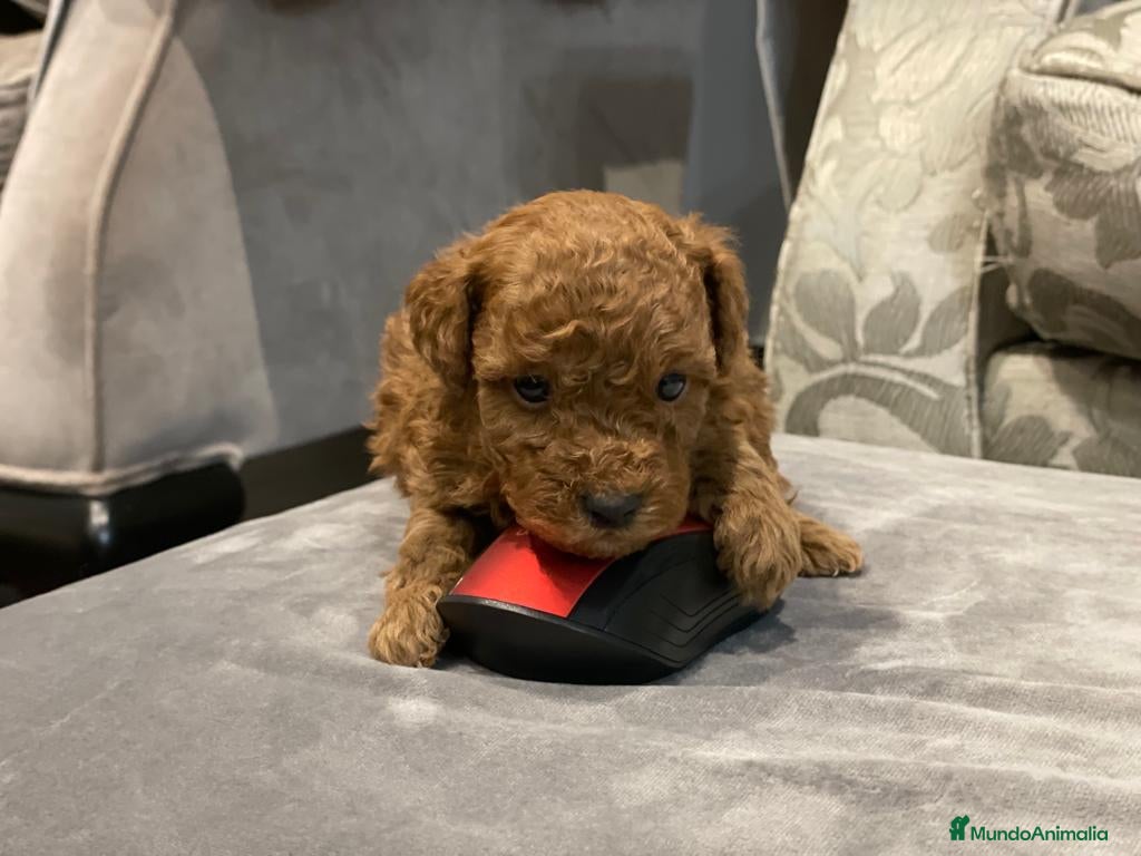 Caniche Toy perros caniche toy rojo - Anuncio 2