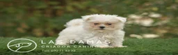 Bichón Maltés perros en venta: BICHÓN MALTÉS DISPONIBLES - Anuncio 3