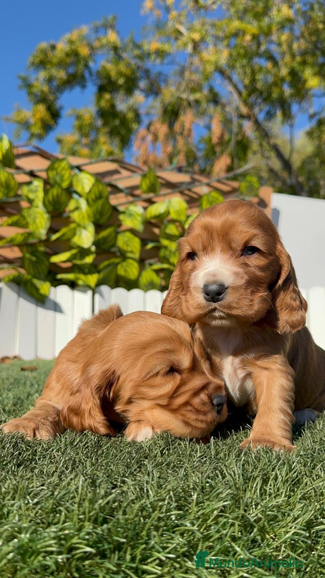 Cocker Spaniel Inglés perros en venta: COCKER SPANIEL INGLES - Anuncio 13