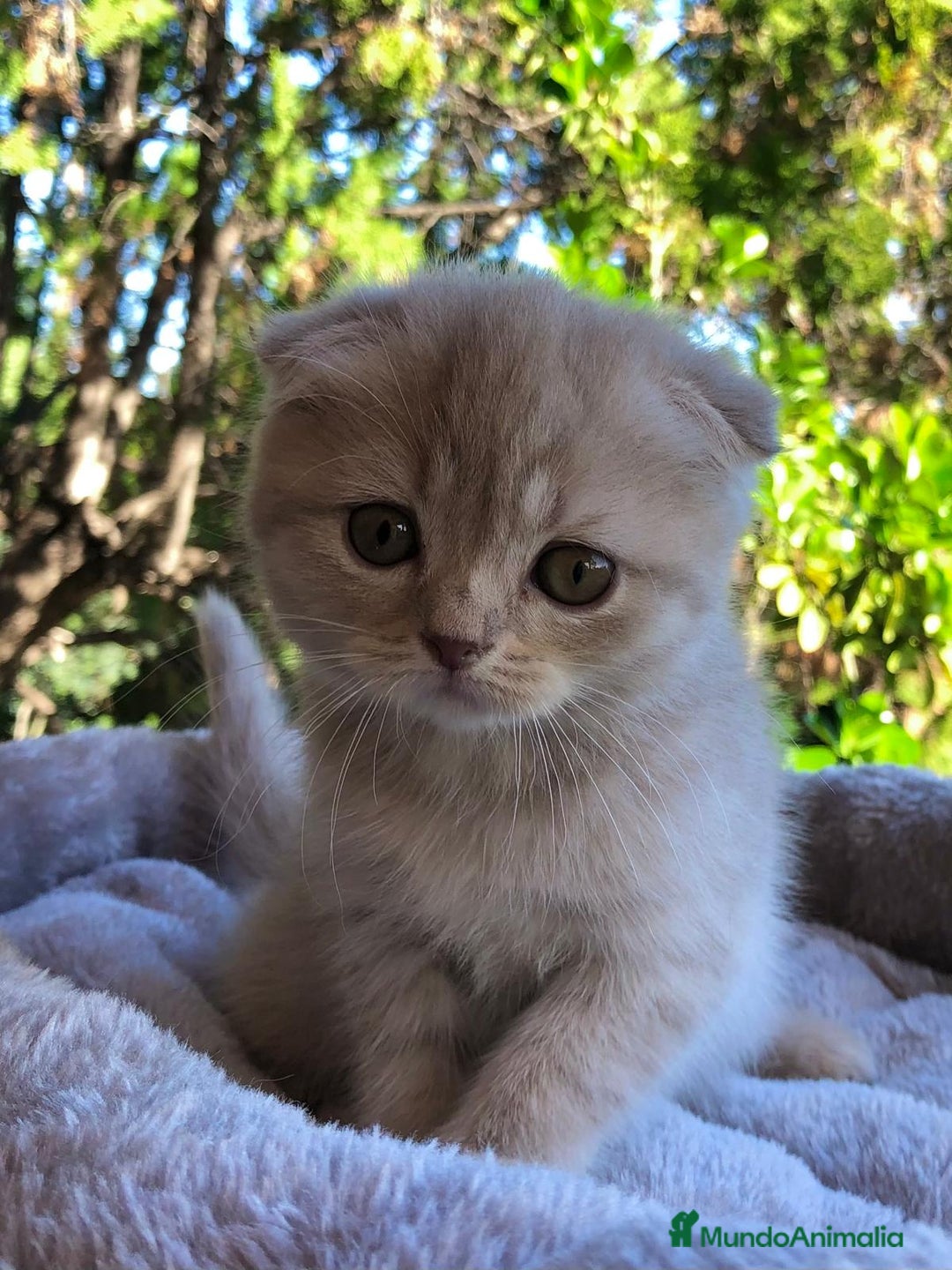 Scottish Fold gatos en venta: GATITA SCOTTISH FOLD - Anuncio 1