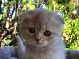 Scottish Fold gatos GATITA SCOTTISH FOLD - Anuncio 1