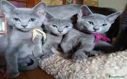 Azul Ruso gatos en venta: Cachorros azul ruso  en Cuenca - Imagen 5