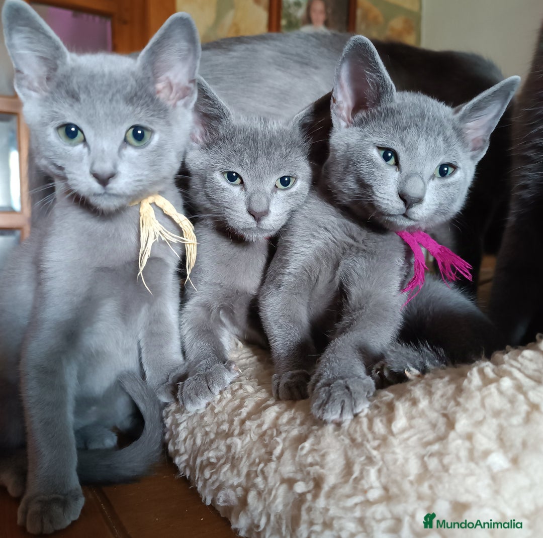Azul Ruso gatos en venta: Cachorros azul ruso  en Cuenca - Imagen 5