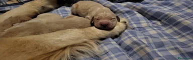 Golden Retriever Cachorro 2