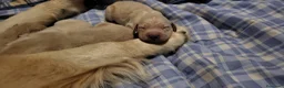 Golden Retriever perros en venta: Golden retriever - Anuncio 3