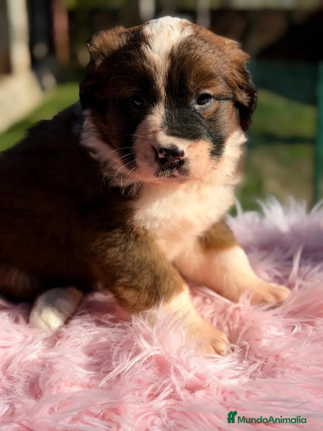 Raza Mixta perros en venta: SAN BERNES  - Anuncio 4