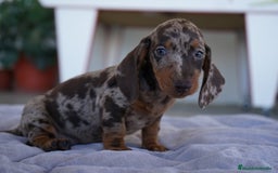 Teckel perros en venta: 🐾 Teckel miniatura – Curry Merlé chocolate 🍫 - Imagen 5