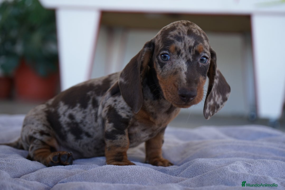 Teckel perros en venta: 🐾 Teckel miniatura – Curry Merlé chocolate 🍫 - Imagen 5