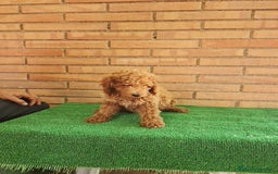 Caniche Toy perros en venta: Caniches toy  - Imagen 7