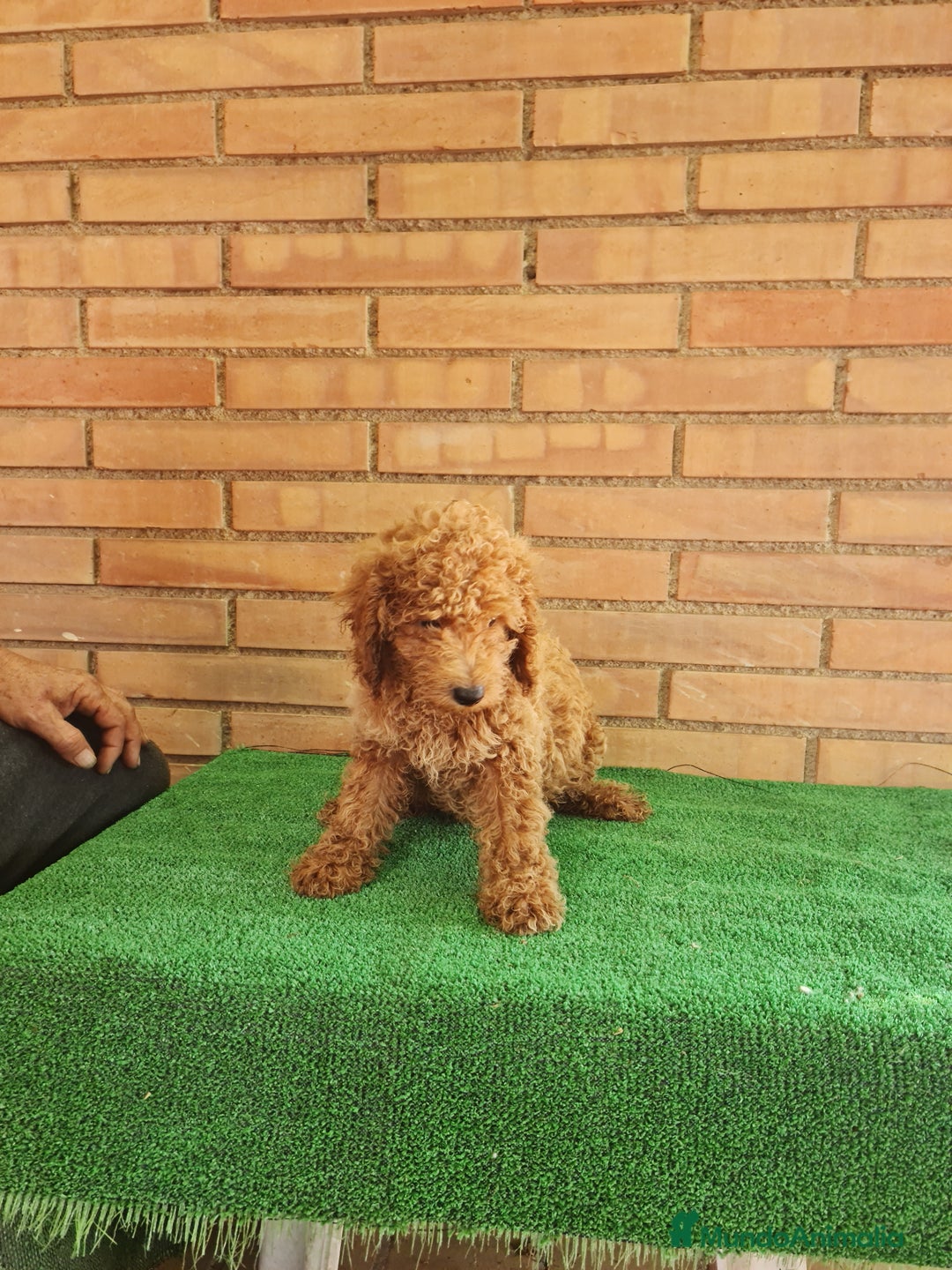 Caniche Toy perros en venta: Caniches toy  - Imagen 7