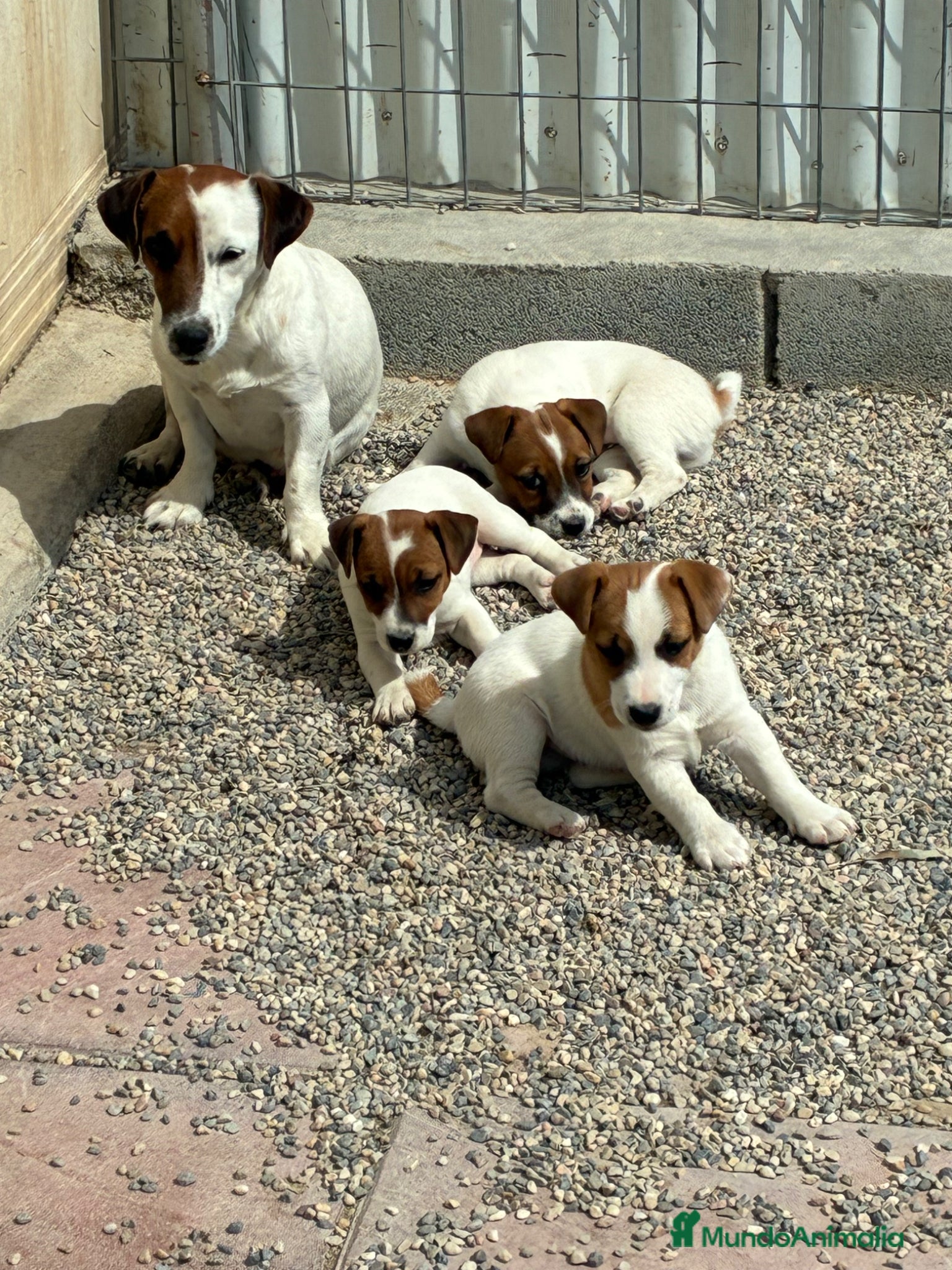 Jack Russell Terrier perros Cachorros de Jack russell  - Anuncio 29