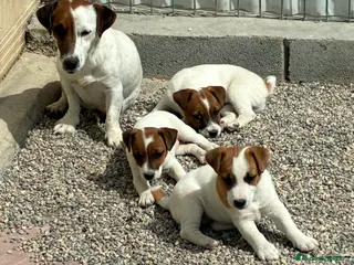 Jack Russell Terrier perros Cachorros de Jack russell - Anuncio 29