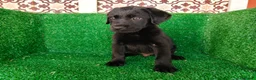 Labrador Retriever perros en venta: labrador retriever - Anuncio 2