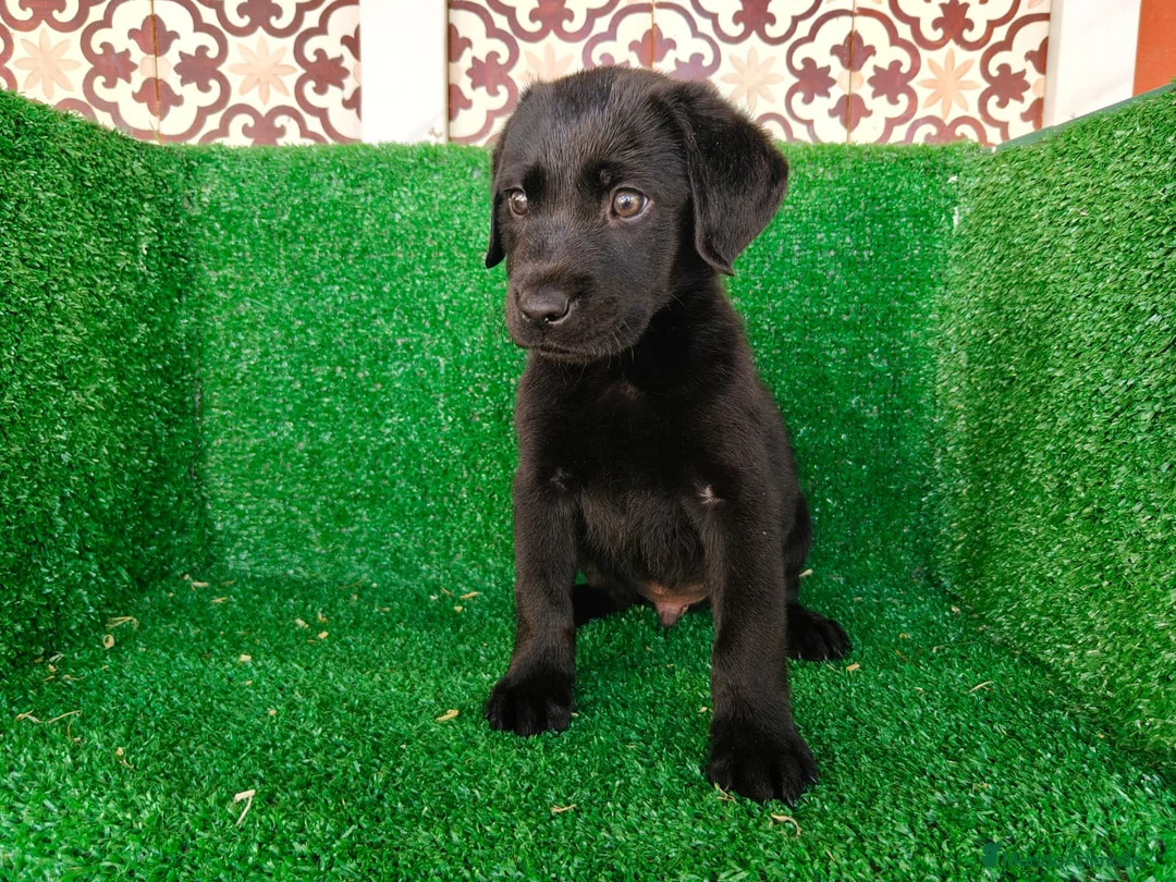 Labrador Retriever perros en venta: labrador retriever - Anuncio 2