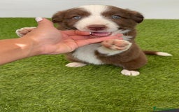 Border Collie perros en venta: BORDER COLLIE HEMBRA  - Imagen 5