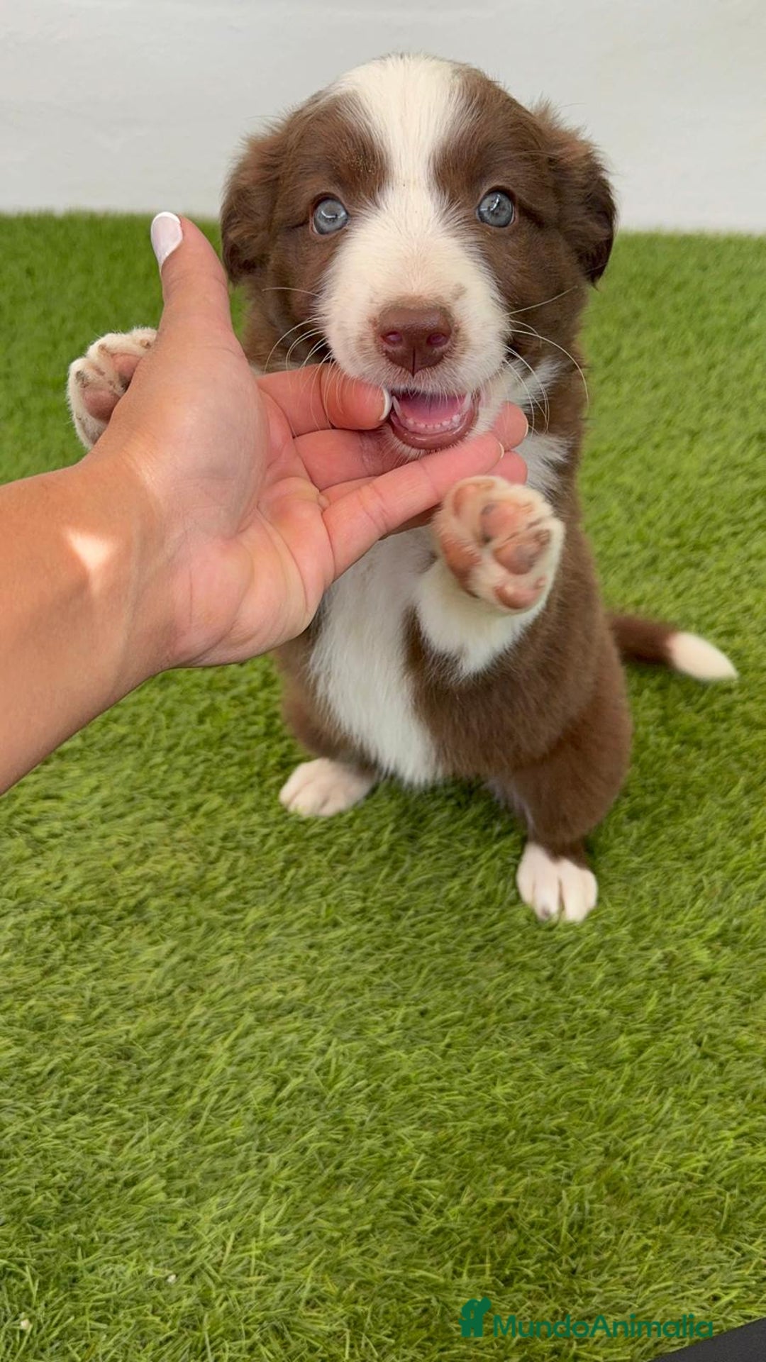Border Collie perros en venta: BORDER COLLIE HEMBRA  - Imagen 5