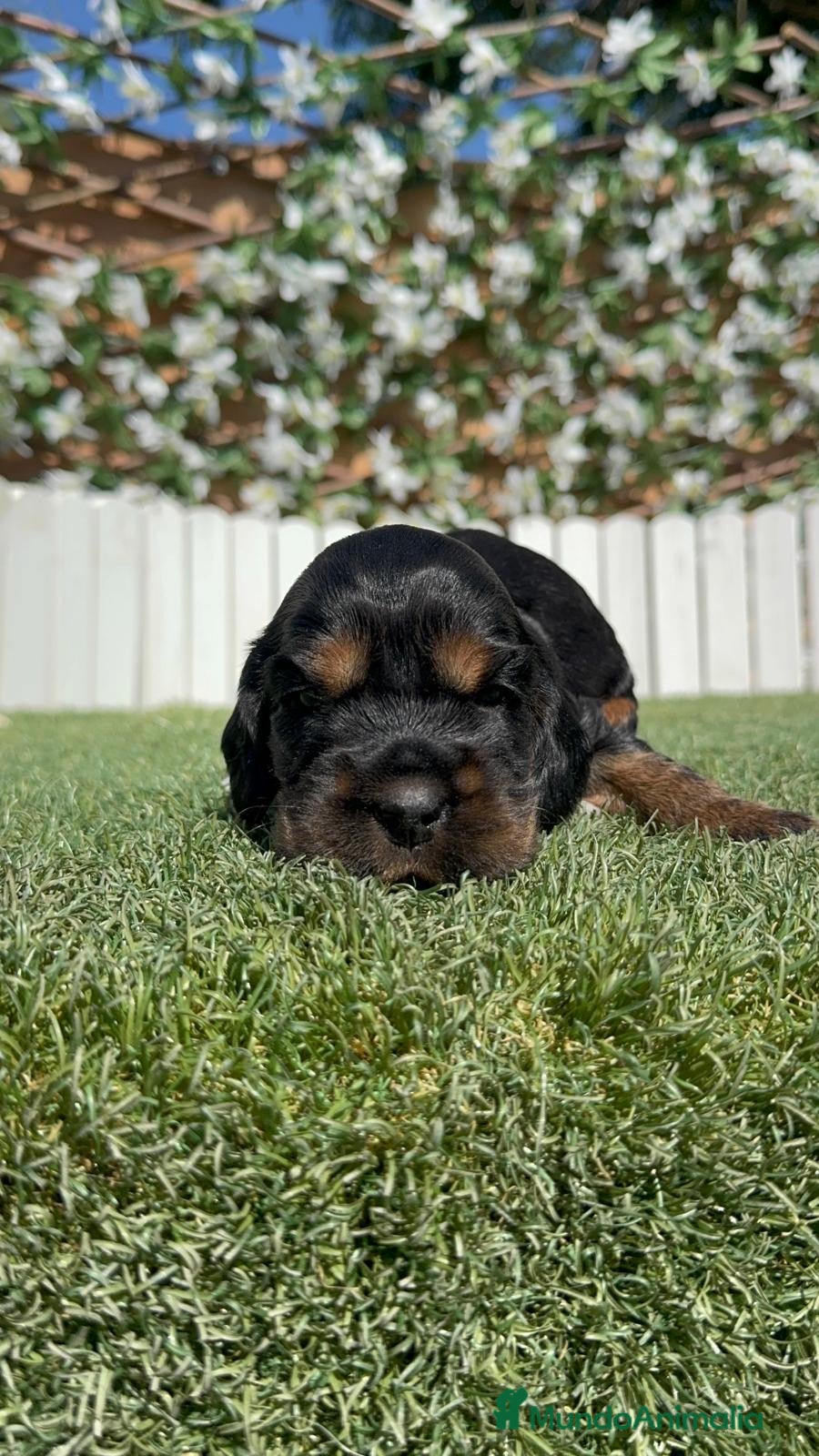 Cocker Spaniel Inglés perros en venta: COCKER SPANIEL INGLÉS  - Anuncio 14