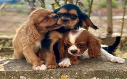 Cavalier King Charles Spaniel perros en venta: CAVALIER DISPONIBLES - Imagen 12