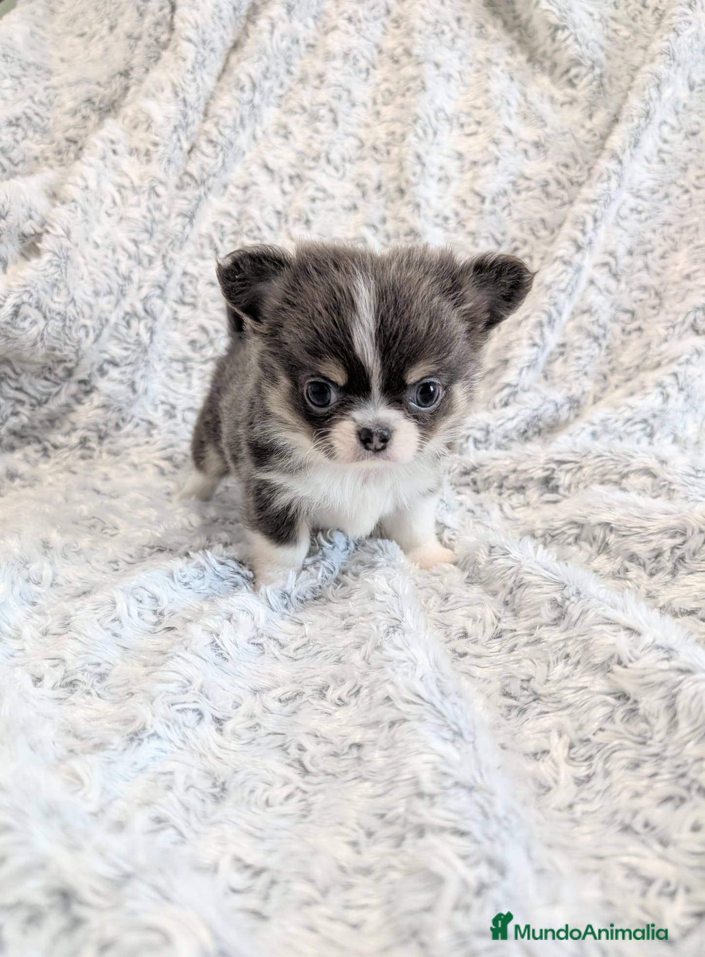 Chihuahua perros Chihuahua Toy cabeza de manzana  - Anuncio 5